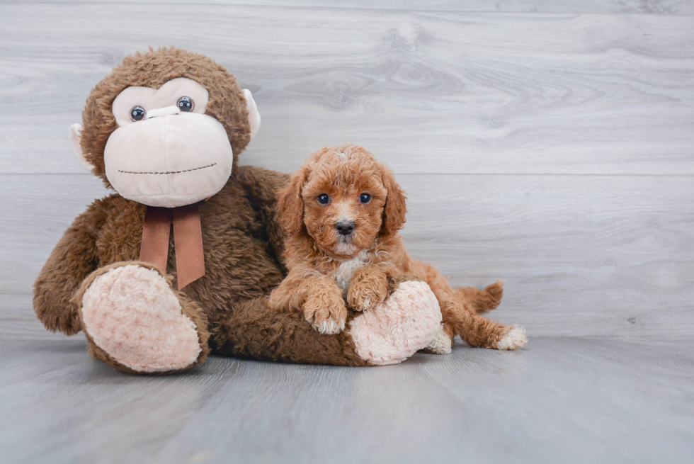 Fluffy Mini Goldendoodle Poodle Mix Pup