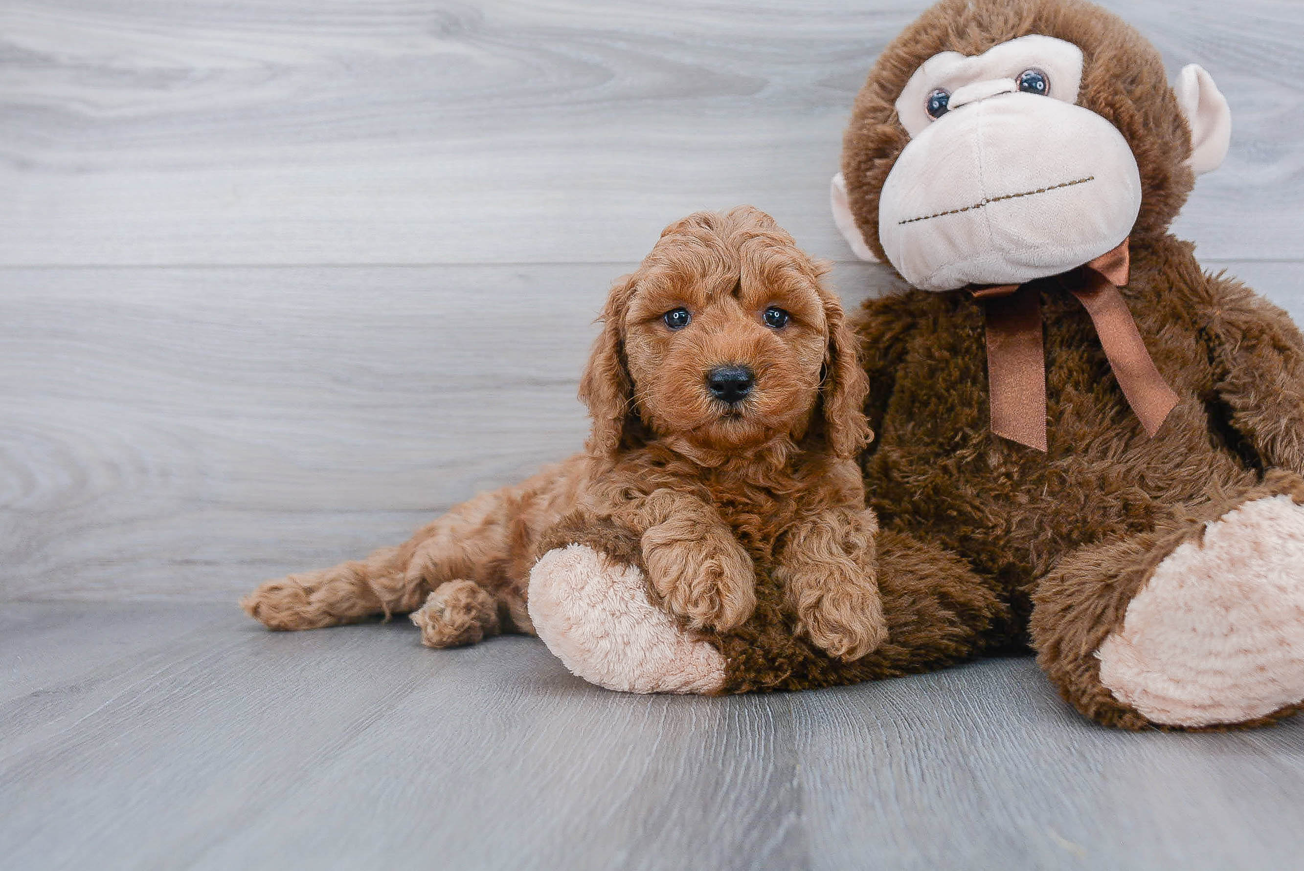 Small Mini Goldendoodle Baby