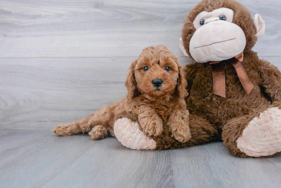 Small Mini Goldendoodle Baby