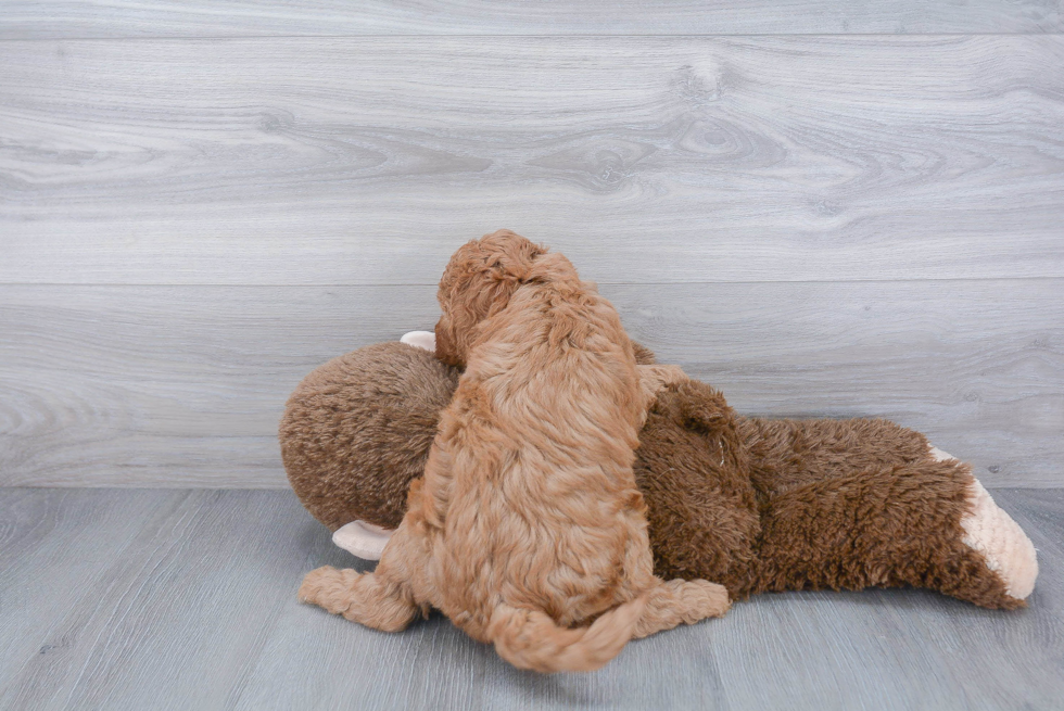 Best Mini Goldendoodle Baby