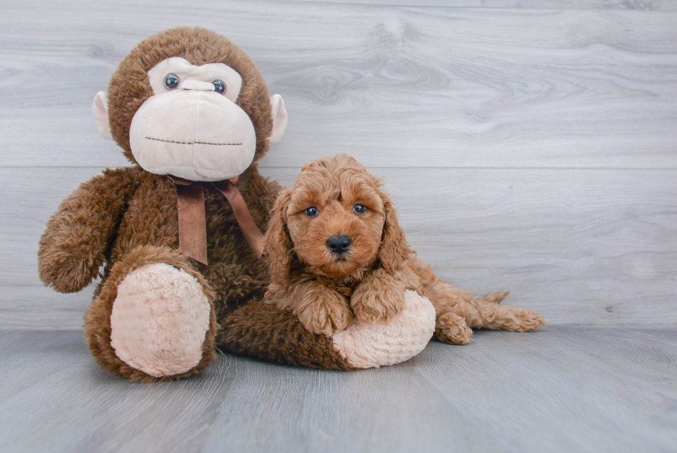 Mini Goldendoodle Pup Being Cute