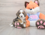 6 week old Mini Goldendoodle Puppy For Sale - Premier Pups