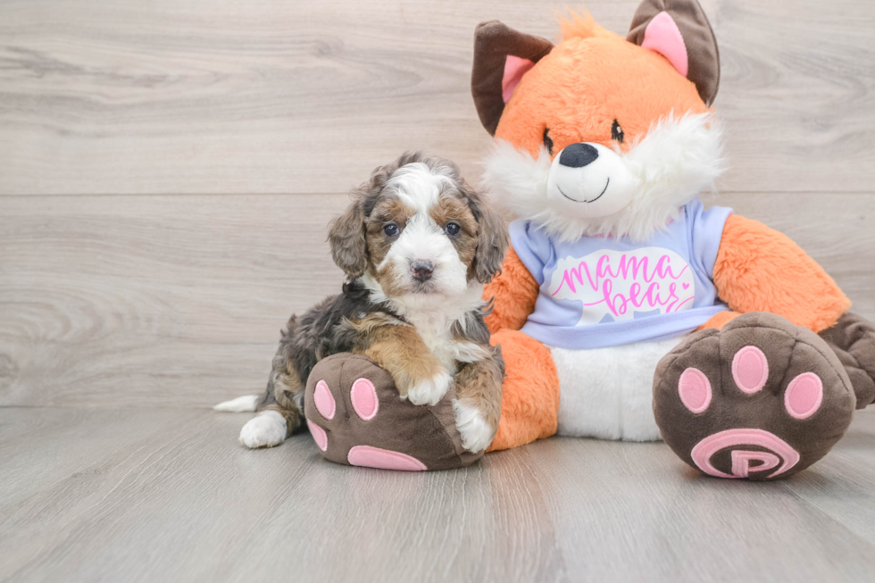 Adorable Golden Retriever Poodle Mix Poodle Mix Puppy