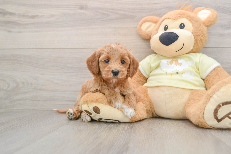 Fluffy Mini Goldendoodle Poodle Mix Pup