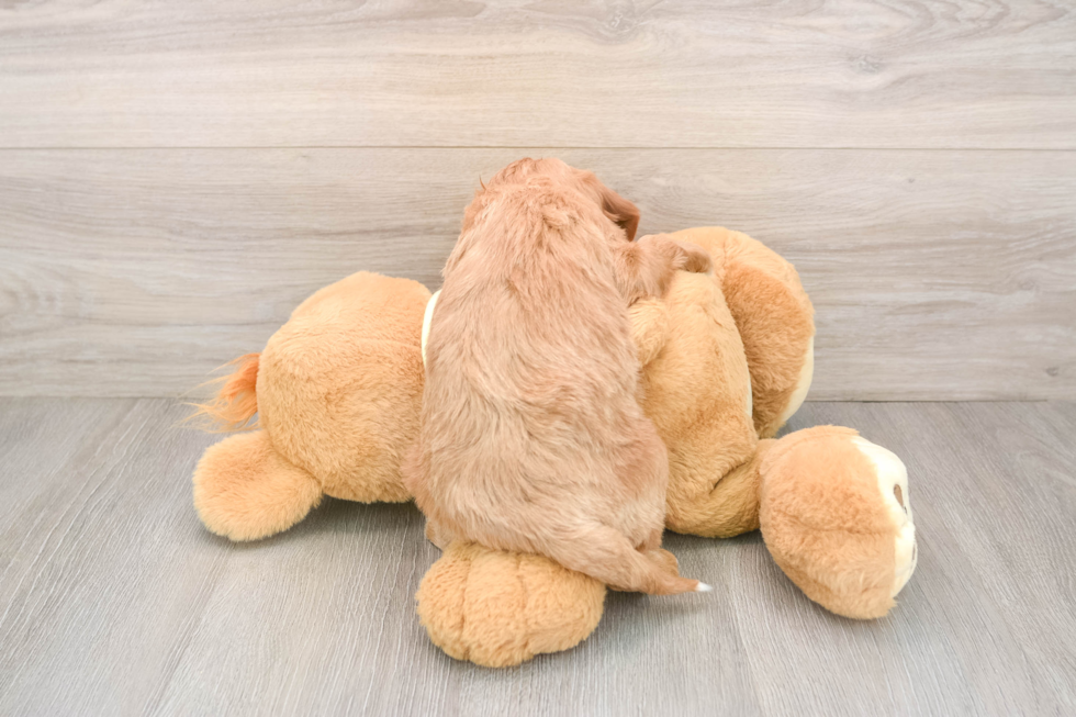 Best Mini Goldendoodle Baby