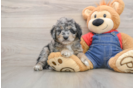 Cute Mini Goldendoodle Baby