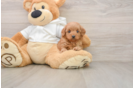 Mini Goldendoodle Pup Being Cute