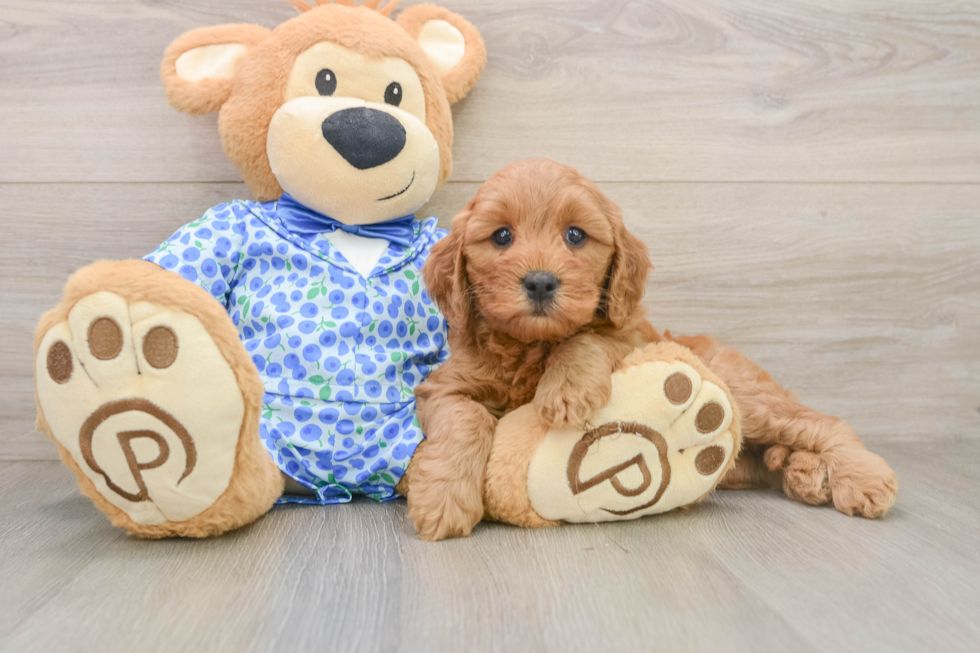 Best Mini Goldendoodle Baby