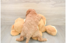 Happy Mini Goldendoodle Baby