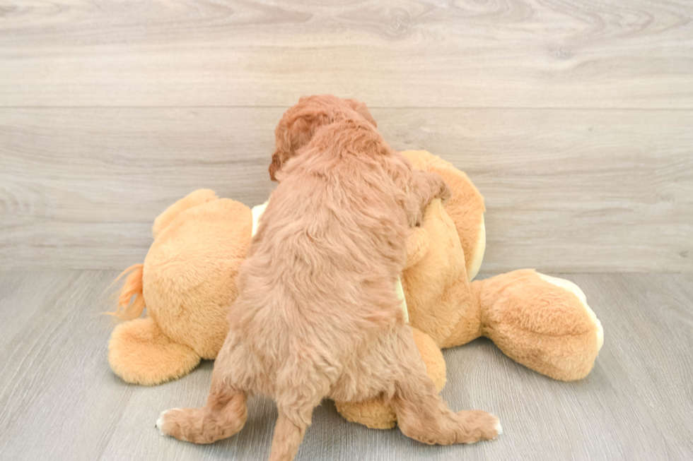 Happy Mini Goldendoodle Baby
