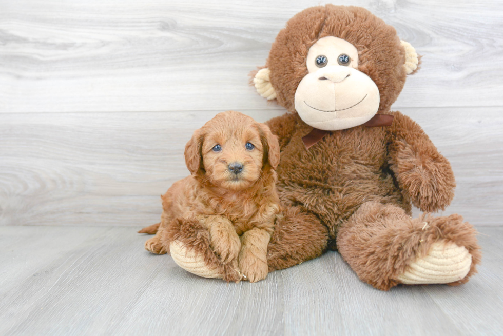 Smart Mini Goldendoodle Poodle Mix Pup