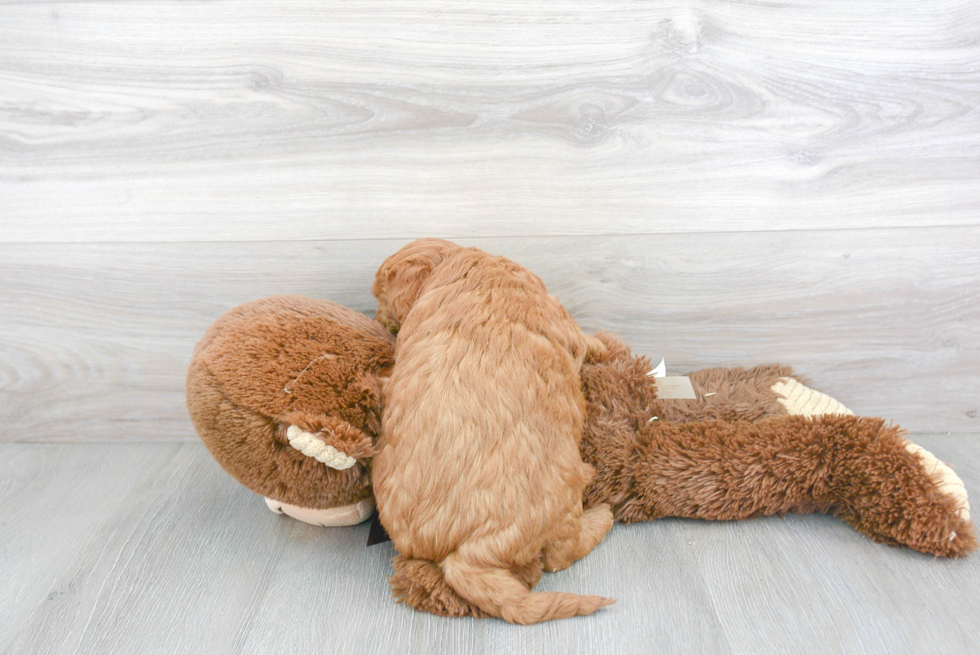 Friendly Mini Goldendoodle Baby