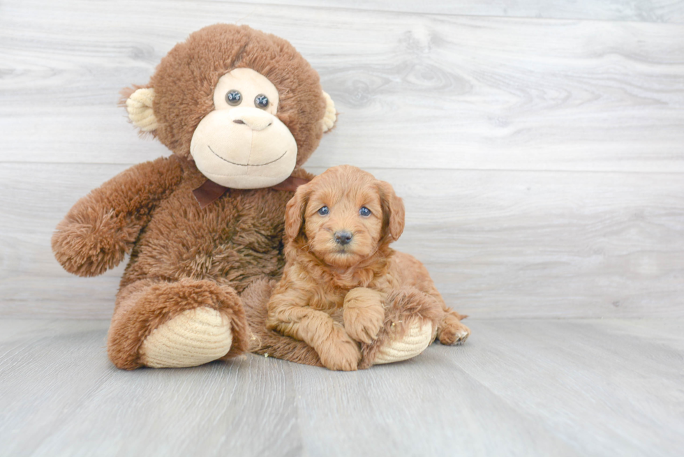 Best Mini Goldendoodle Baby