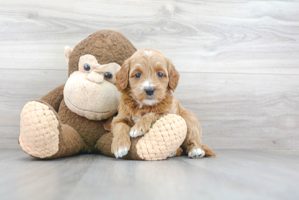 Hypoallergenic Golden Retriever Poodle Mix Puppy