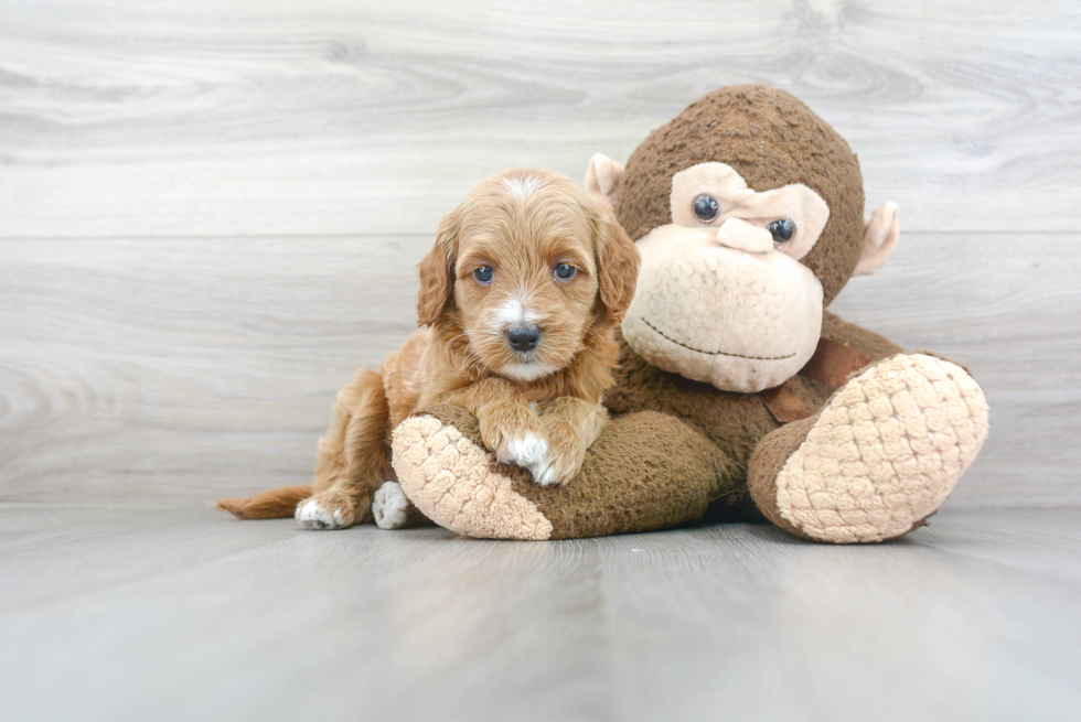 Playful Golden Retriever Poodle Mix Puppy