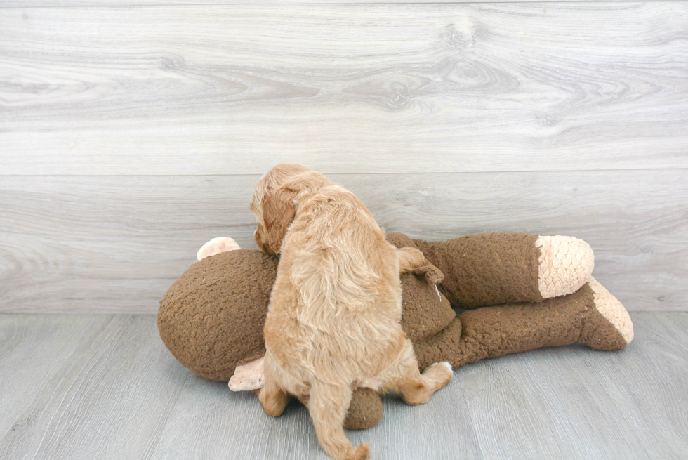 Mini Goldendoodle Pup Being Cute