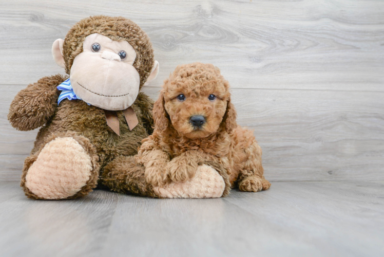 Cute Mini Goldendoodle Poodle Mix Pup