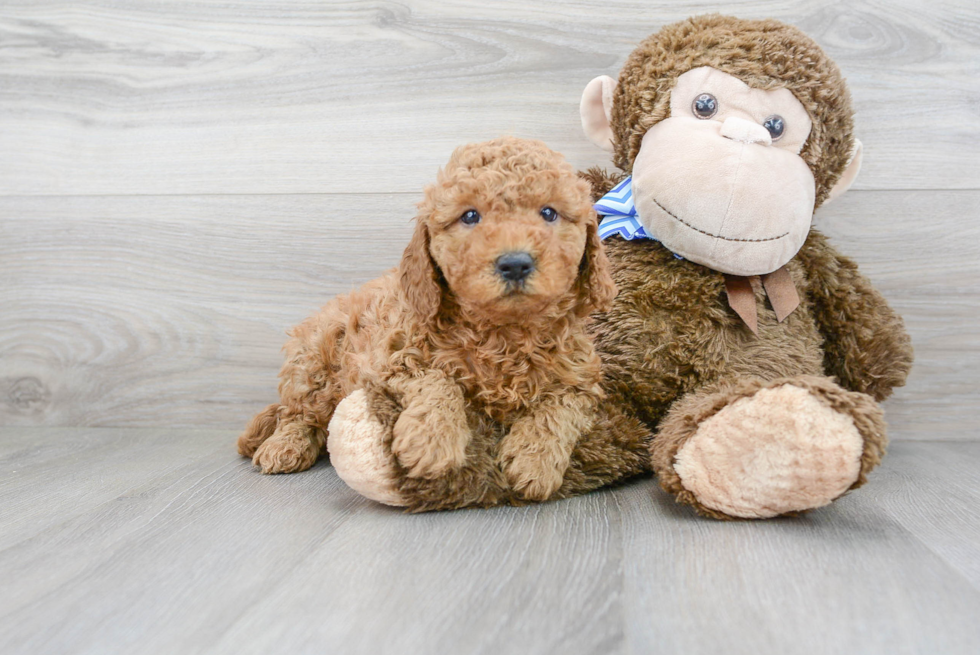 Cute Mini Goldendoodle Baby