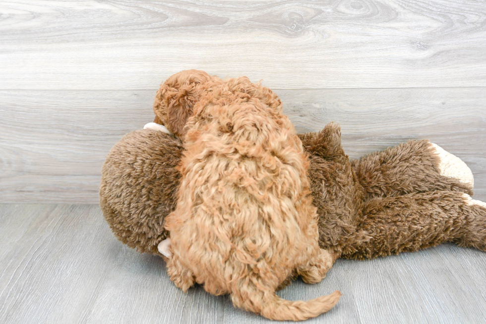 Cute Golden Retriever Poodle Mix Puppy