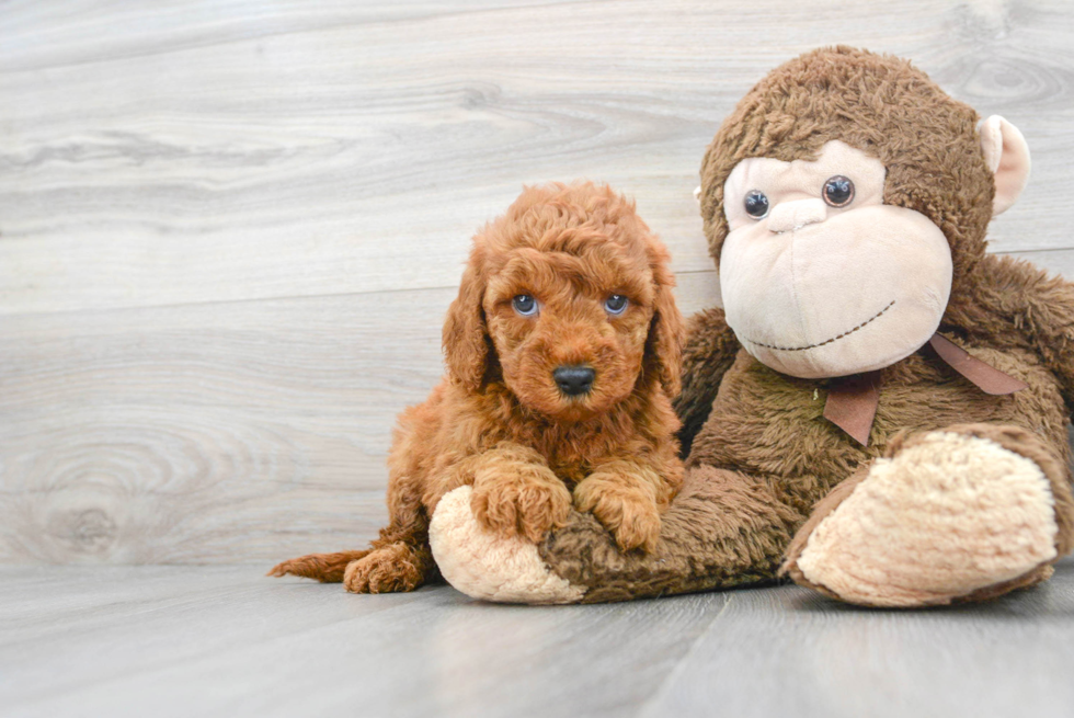 Best Mini Goldendoodle Baby