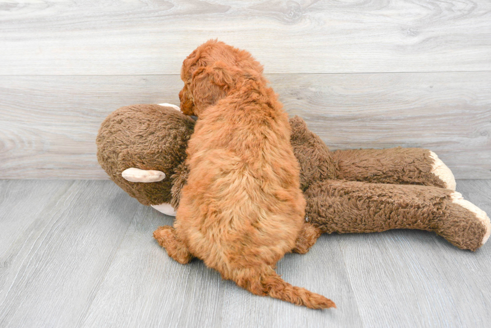Mini Goldendoodle Pup Being Cute