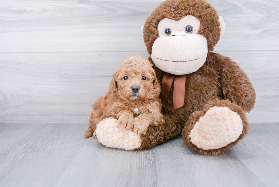 Popular Mini Goldendoodle Poodle Mix Pup