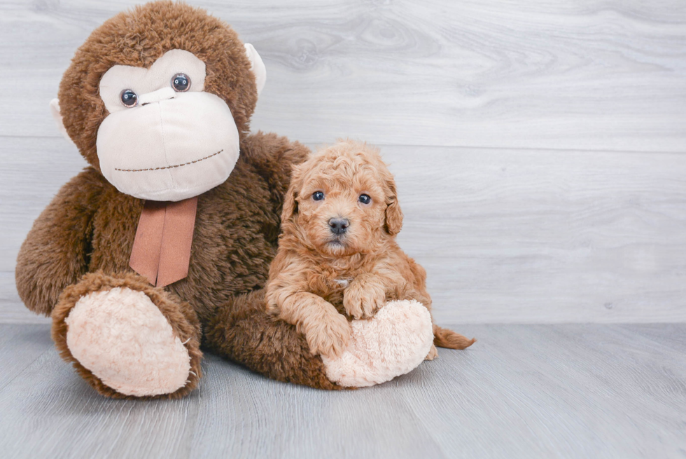 Mini Goldendoodle Puppy for Adoption