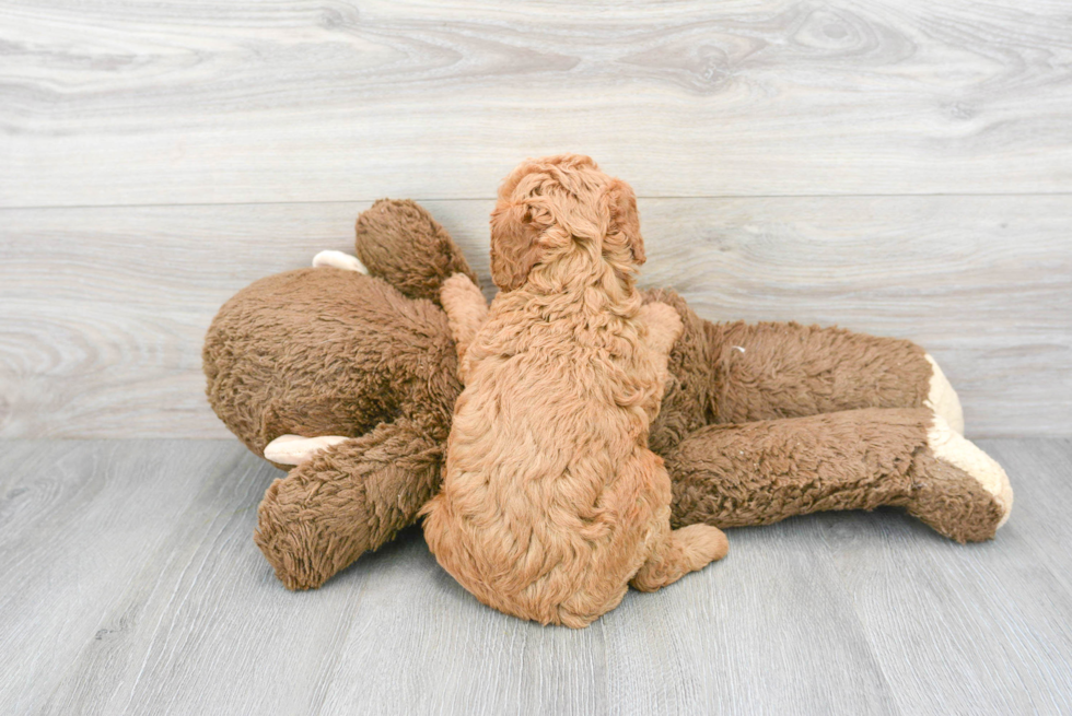 Best Mini Goldendoodle Baby