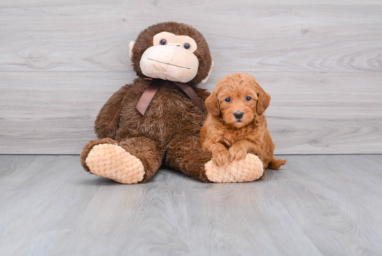 Mini Goldendoodle Pup Being Cute