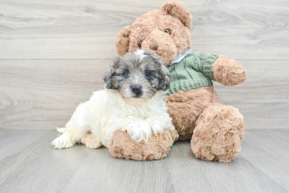 Adorable Golden Retriever Poodle Mix Puppy