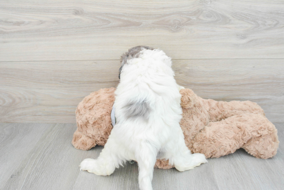 Energetic Golden Retriever Poodle Mix Puppy