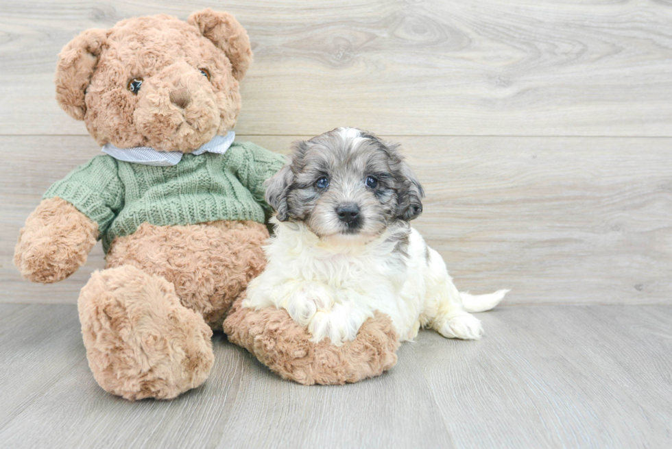 Fluffy Mini Goldendoodle Poodle Mix Pup