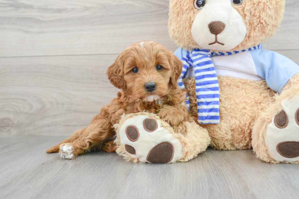 Energetic Golden Retriever Poodle Mix Puppy