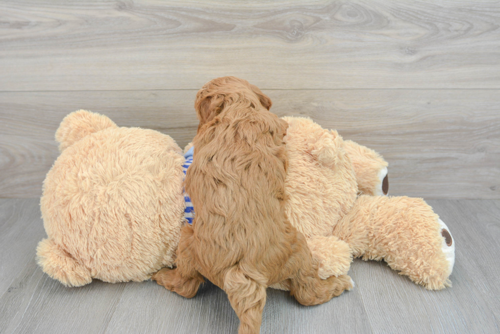 Cute Mini Goldendoodle Baby