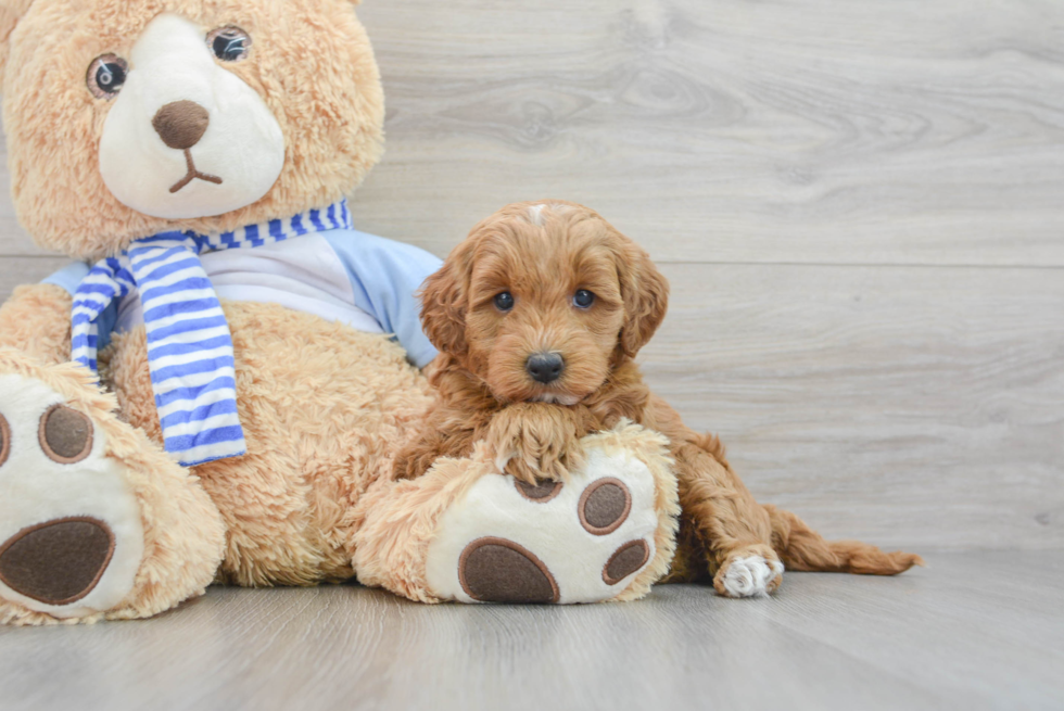 Best Mini Goldendoodle Baby