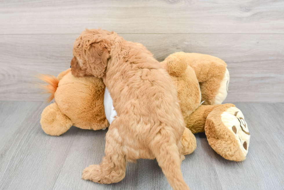 Cute Mini Goldendoodle Baby