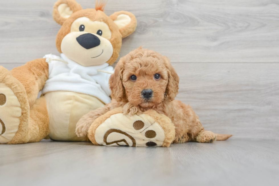 Best Mini Goldendoodle Baby