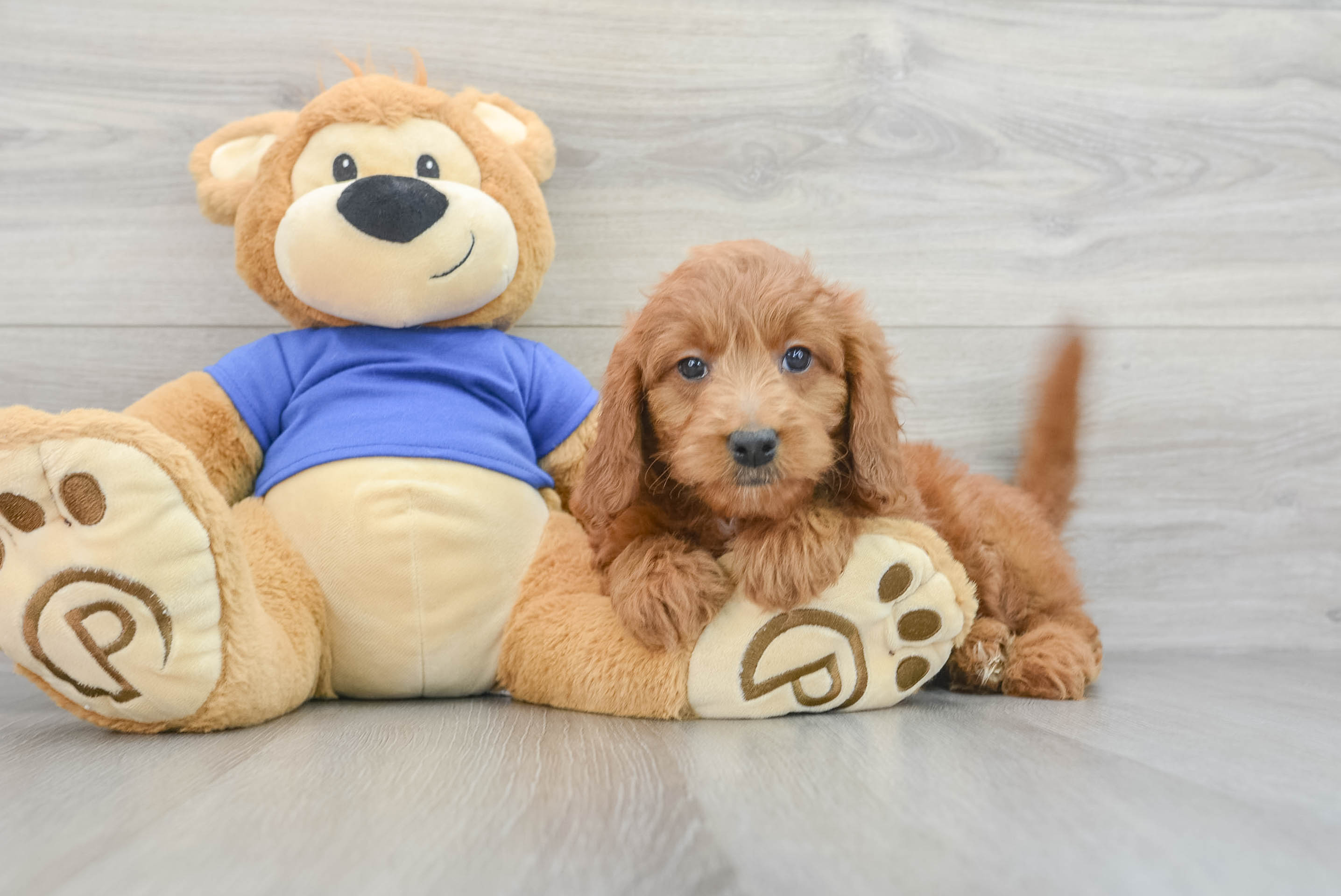 Small Mini Goldendoodle Baby