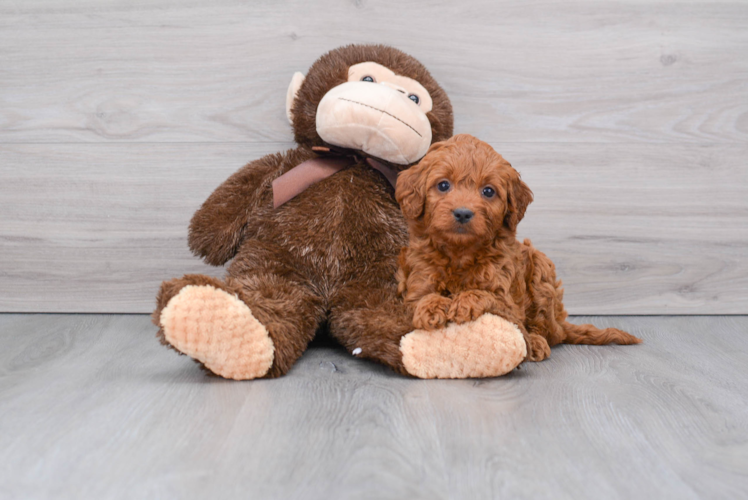 Mini Goldendoodle Puppy for Adoption