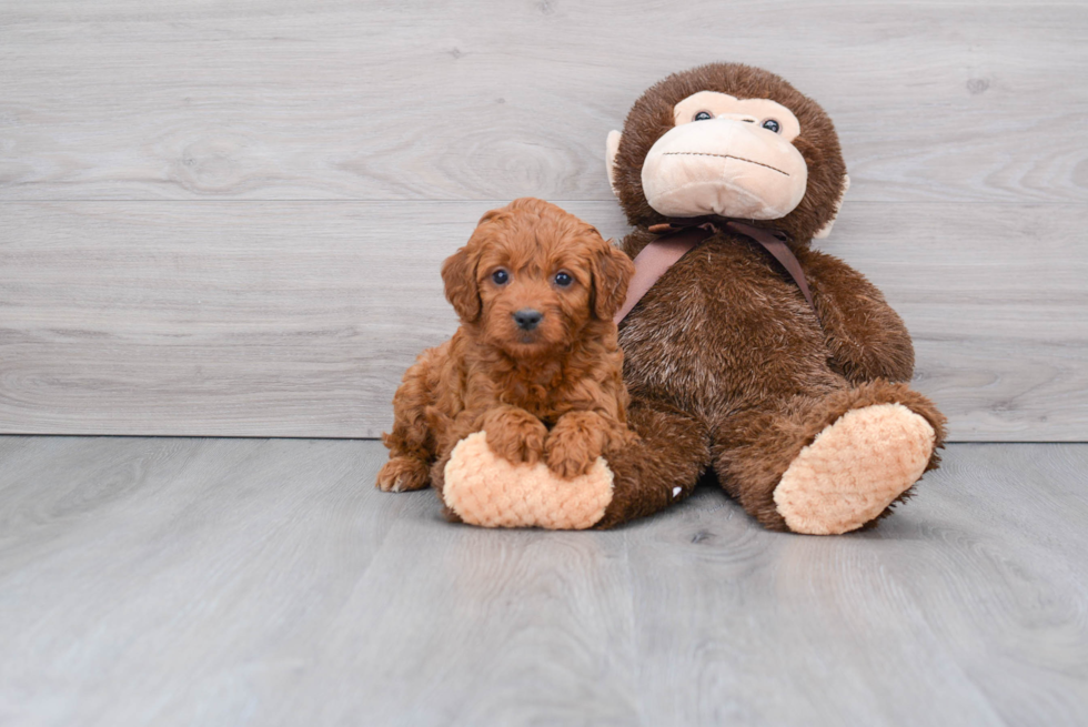 Best Mini Goldendoodle Baby