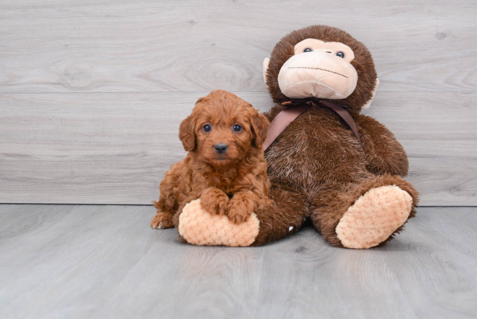 Best Mini Goldendoodle Baby