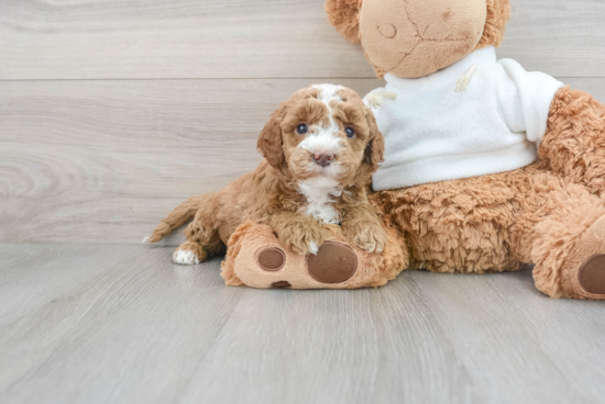 Mini Goldendoodle Puppy for Adoption