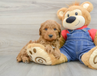 8 week old Mini Goldendoodle Puppy For Sale - Premier Pups