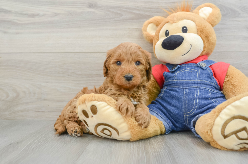 5 week old Mini Goldendoodle Puppy For Sale - Premier Pups