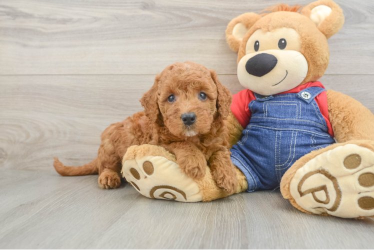 Happy Mini Goldendoodle Baby
