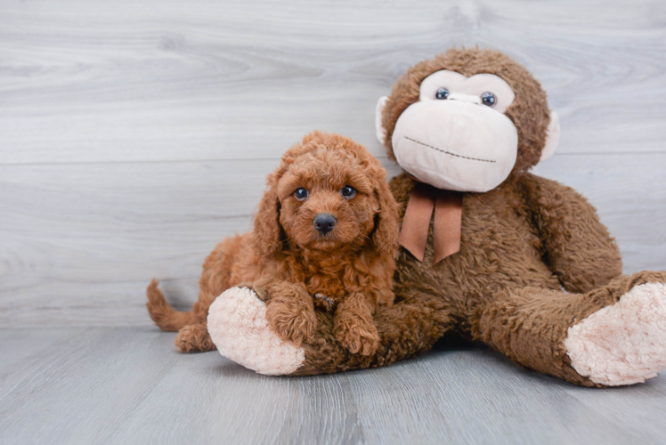 Mini Goldendoodle Pup Being Cute