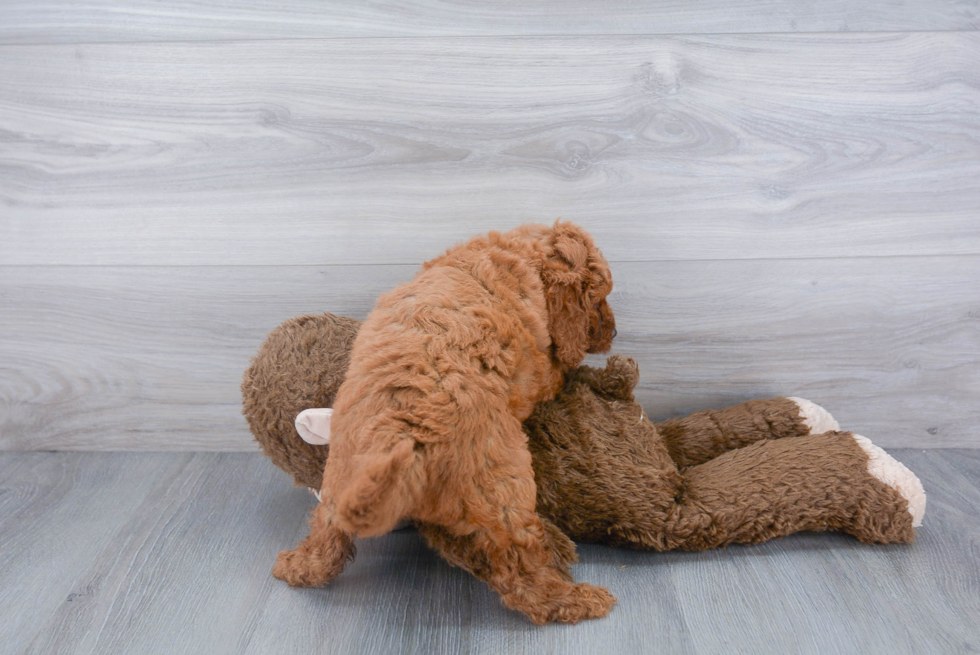 Best Mini Goldendoodle Baby