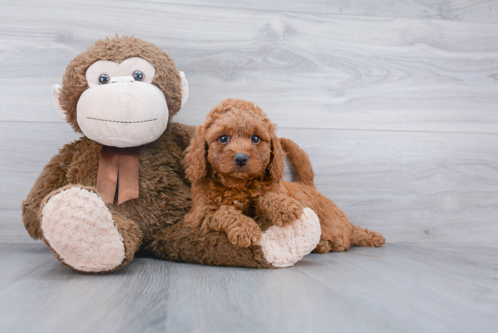 Petite Mini Goldendoodle Poodle Mix Pup