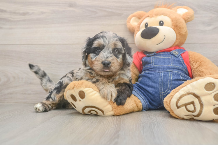 Funny Mini Goldendoodle Poodle Mix Pup