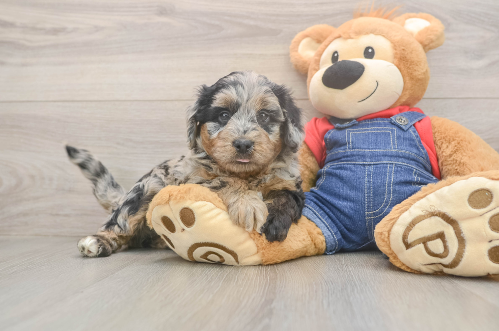 5 week old Mini Goldendoodle Puppy For Sale - Premier Pups